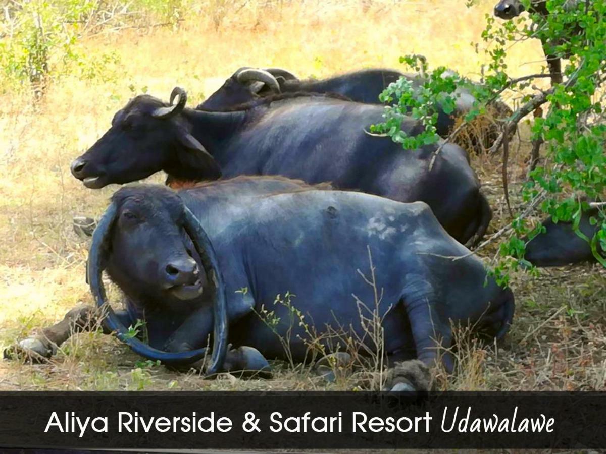 Aliya Riverside & Safari Resort Udawalawe Exterior photo