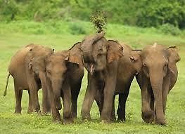 My Fafari Udawalawe National Park